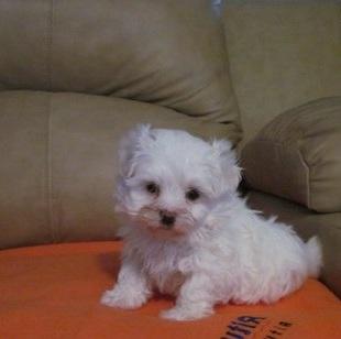 Vand pui Bichon maltese - Pret | Preturi Vand pui Bichon maltese