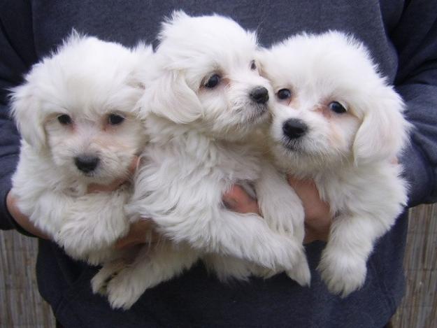 VAND BICHON MALTESE - Pret | Preturi VAND BICHON MALTESE