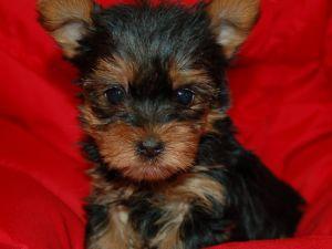 Yorky Dog on Adoption - Pret | Preturi Yorky Dog on Adoption