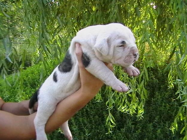 Bulldog American de vanzare - Pret | Preturi Bulldog American de vanzare
