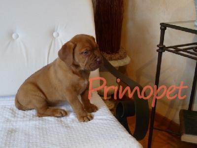 Catelusi Dog De Bordeaux de Vanzare - Pret | Preturi Catelusi Dog De Bordeaux de Vanzare