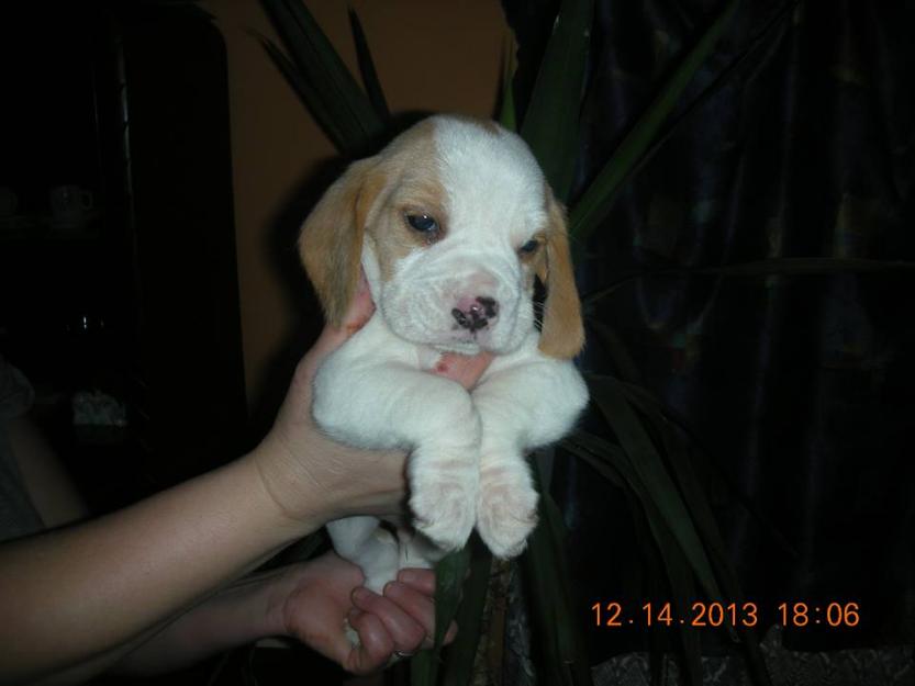Catei Beagle de vanzare bicolor - Pret | Preturi Catei Beagle de vanzare bicolor