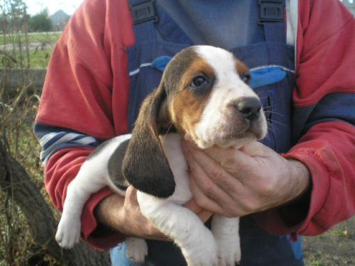 Vand catei Basset Hound rasa pura - Pret | Preturi Vand catei Basset Hound rasa pura