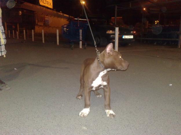 Pitt Bull Calitate - Pret | Preturi Pitt Bull Calitate