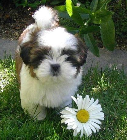 Vand pui shih-tzu de la DOAR 599 Ron - Pret | Preturi Vand pui shih-tzu de la DOAR 599 Ron