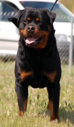 pui rottweiler - Pret | Preturi pui rottweiler