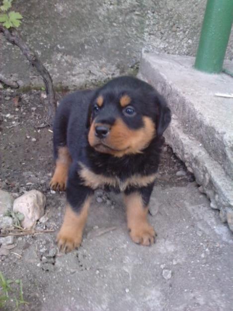 Vand catei Rottweiler - talie mijlocie - Pret | Preturi Vand catei Rottweiler - talie mijlocie