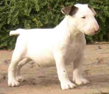 Vand pui de Bullterrier - Pret | Preturi Vand pui de Bullterrier