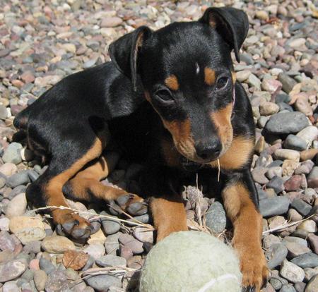 Pinscher Pitic - Pret | Preturi Pinscher Pitic