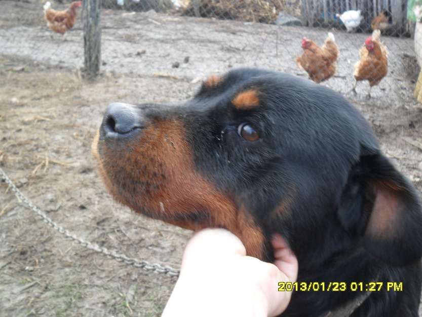 catea Rottweiler de vanzare - Pret | Preturi catea Rottweiler de vanzare