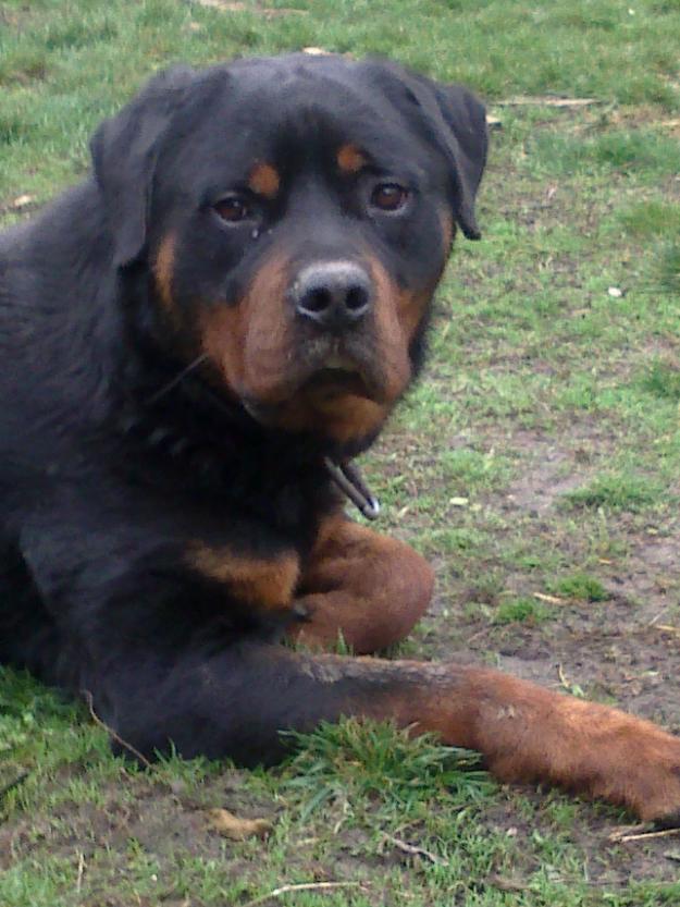 Rottweiler super pereche : talie mare - Pret | Preturi Rottweiler super pereche : talie mare