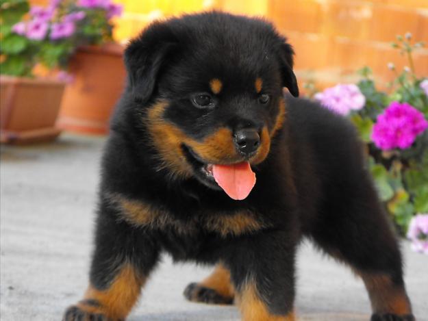 VIND CATEI ROTTWEILER CU PEDIGREE - Pret | Preturi VIND CATEI ROTTWEILER CU PEDIGREE