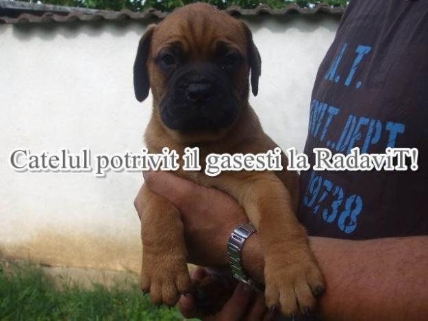 Bullmastiff de vanzare - Pret | Preturi Bullmastiff de vanzare