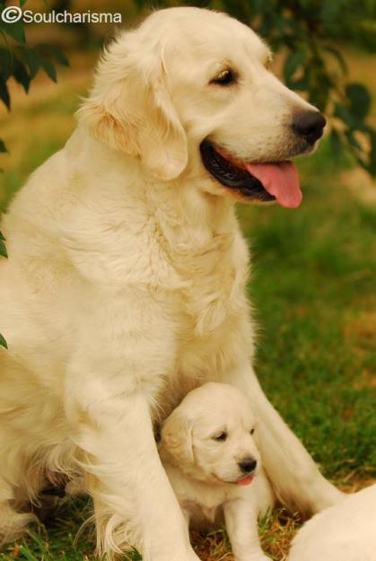 Pui de Golden Retriever de exceptie - Pret | Preturi Pui de Golden Retriever de exceptie