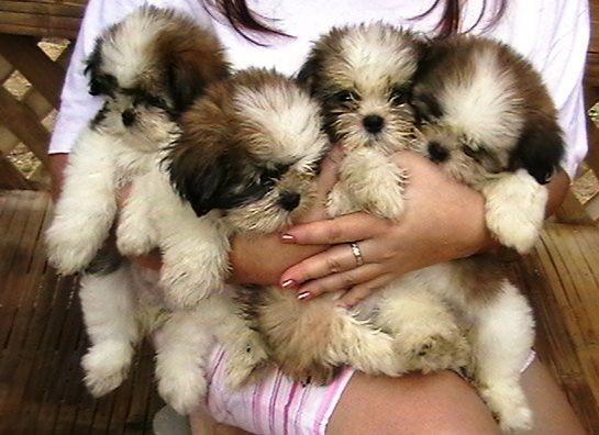 Shih-Tzu - Pret | Preturi Shih-Tzu