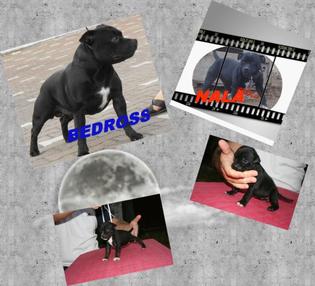 vand staffordshire bullterrier - Pret | Preturi vand staffordshire bullterrier