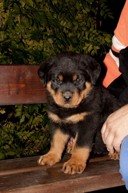 Vand pui Rottweiler cu pedigree - Pret | Preturi Vand pui Rottweiler cu pedigree