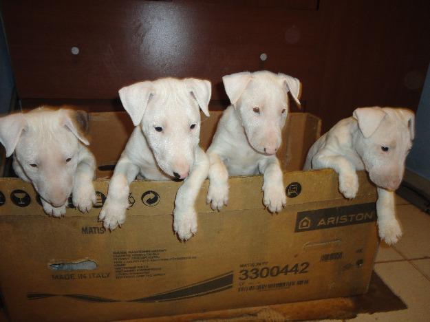 Pui de Bull Terrier la cel mai bun pret - Pret | Preturi Pui de Bull Terrier la cel mai bun pret