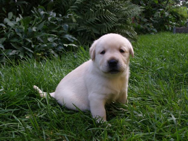 Vand catelusi Labrador - Pret | Preturi Vand catelusi Labrador