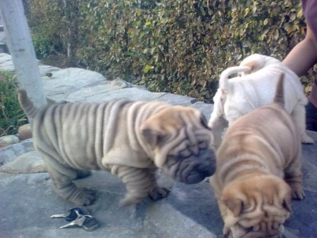 PUI SHAR PEI EXTRA CUTATI DE VANZARE - Pret | Preturi PUI SHAR PEI EXTRA CUTATI DE VANZARE