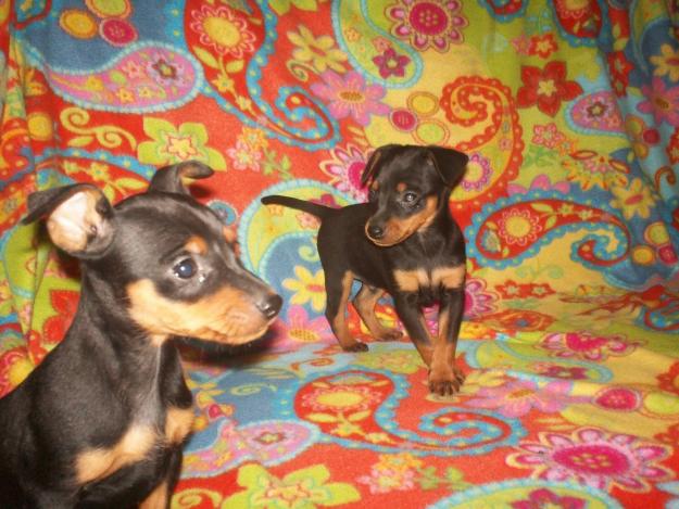 PINSCHER PITIC!!!!!!!!!!!!! - Pret | Preturi PINSCHER PITIC!!!!!!!!!!!!!