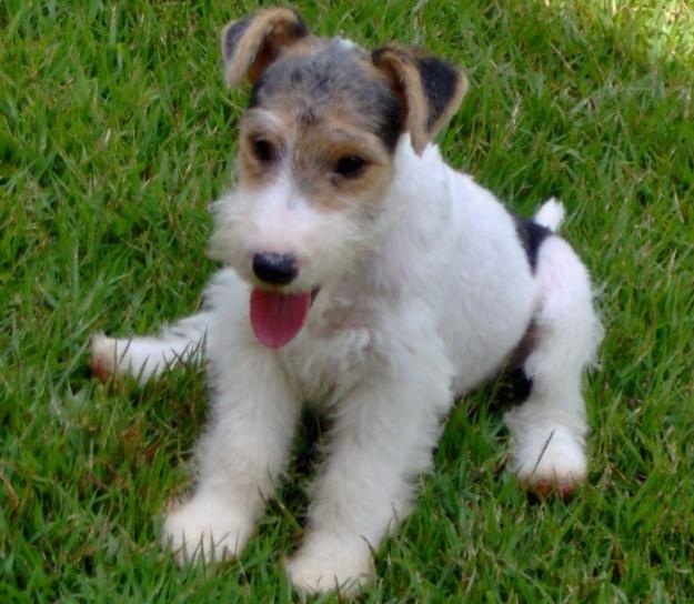 Vand pui Foxterrier - Pret | Preturi Vand pui Foxterrier