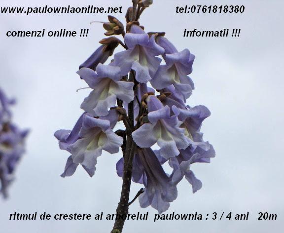 arborele cu crestere rapida - Pret | Preturi arborele cu crestere rapida