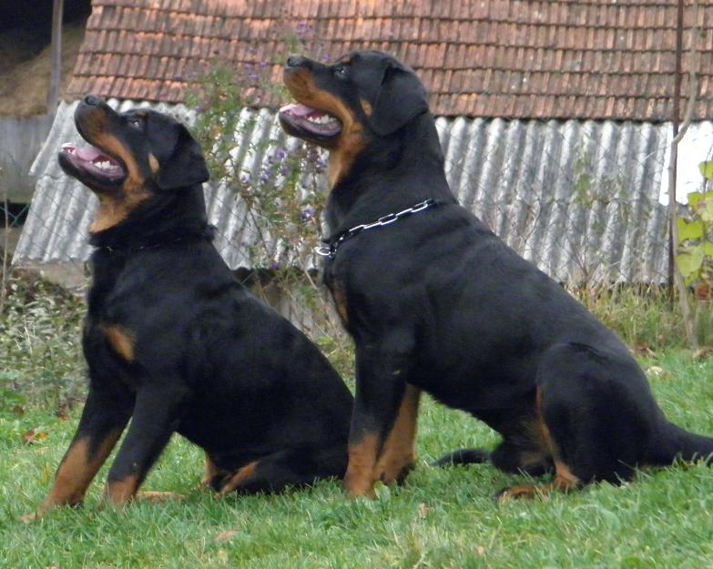 Catei Rottweiler cu pedigree - Pret | Preturi Catei Rottweiler cu pedigree