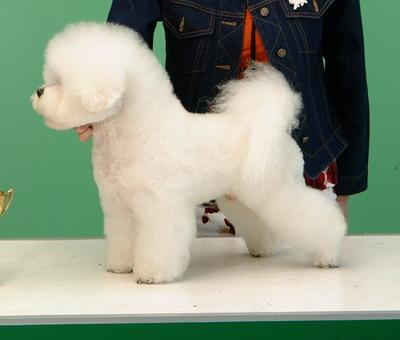 Bichon Frise de vanzare disponibili acum de Craciun - Pret | Preturi Bichon Frise de vanzare disponibili acum de Craciun