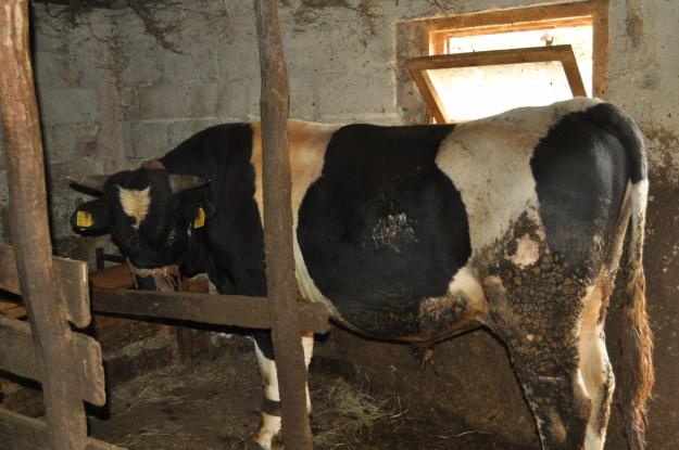 Taur de vanzare, rasa Holstein, pentru taiat sau prasila - Pret | Preturi Taur de vanzare, rasa Holstein, pentru taiat sau prasila