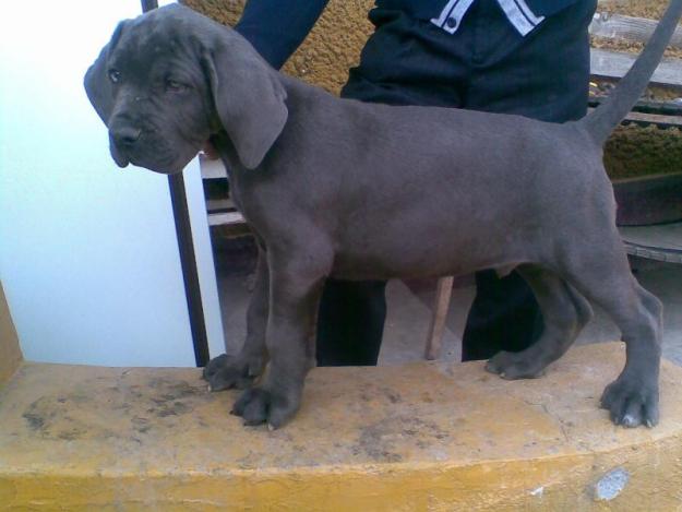 Vand Cane Corso - Pret | Preturi Vand Cane Corso