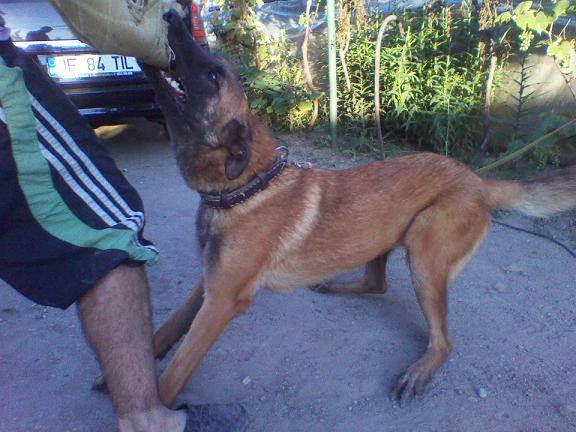 Ciobanesc Belgian Malinois - Pret | Preturi Ciobanesc Belgian Malinois