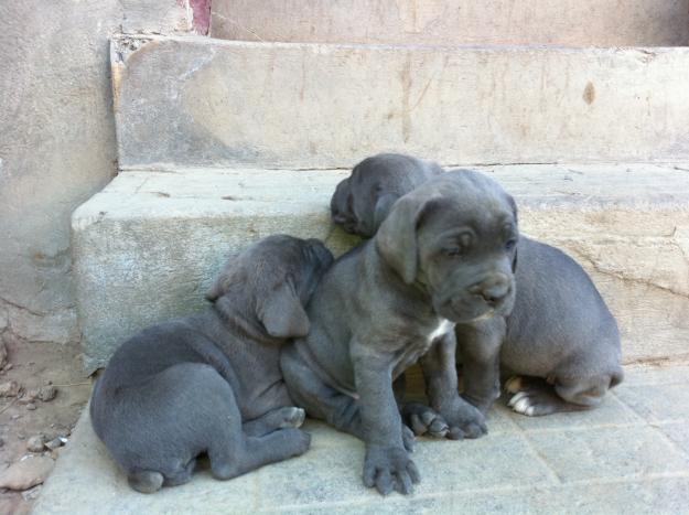 VAND CANE CORSO - Pret | Preturi VAND CANE CORSO