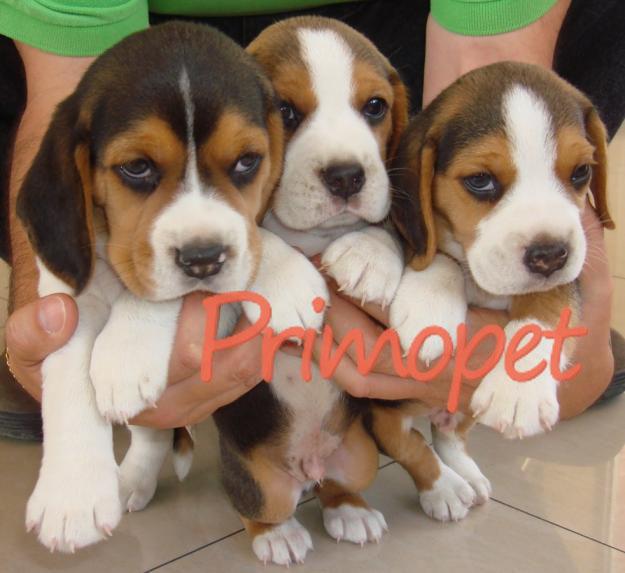 Catelusi Beagle de Vanzare - Pret | Preturi Catelusi Beagle de Vanzare
