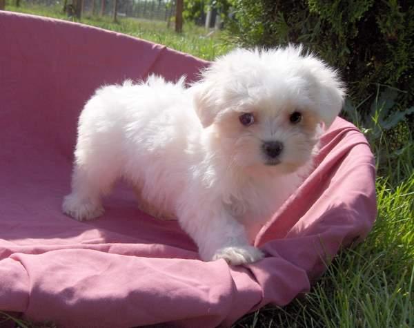 De vanzare pui de rasa Bichon Maltese - Pret | Preturi De vanzare pui de rasa Bichon Maltese