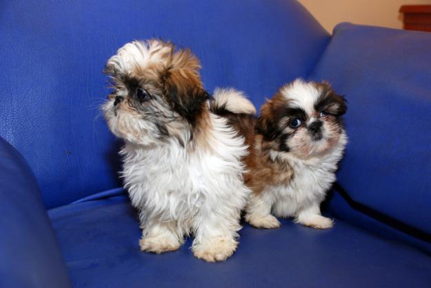 Vand pui Shih Tzu - Pret | Preturi Vand pui Shih Tzu