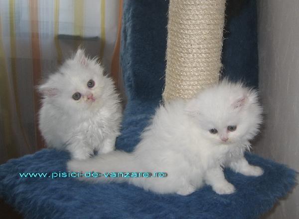 vanzare pisicute Persane - Pret | Preturi vanzare pisicute Persane