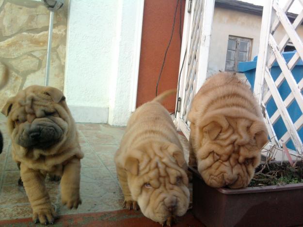 vand shar-pei 700 lei - Pret | Preturi vand shar-pei 700 lei