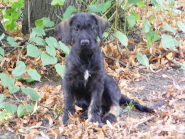 Donez 5 catei metisi Tosa Inu mama/Boxer@Schnautzer tatal. - Pret | Preturi Donez 5 catei metisi Tosa Inu mama/Boxer@Schnautzer tatal.