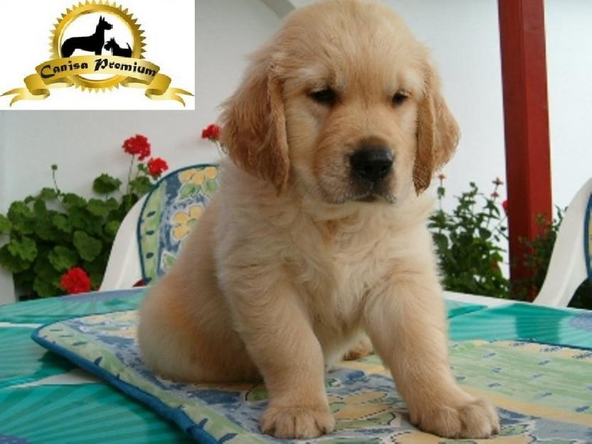 Pui Golden Retriver de vanzare - Pret | Preturi Pui Golden Retriver de vanzare