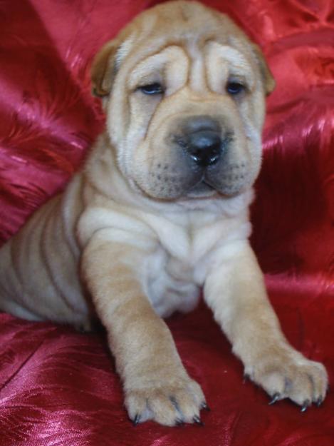 shar-pei de vanzare - Pret | Preturi shar-pei de vanzare