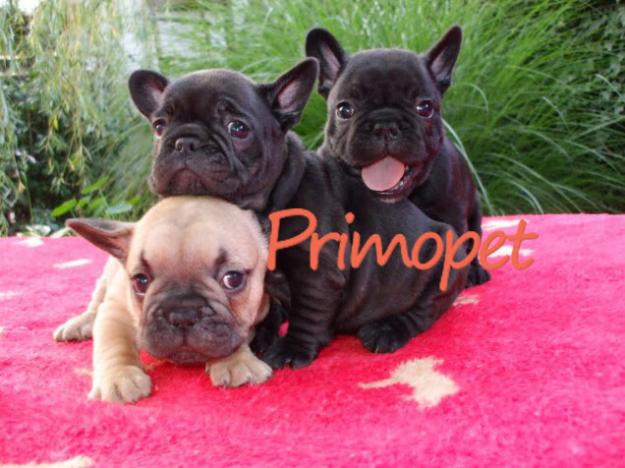 Vand catelusi Bulldog Francez - Pret | Preturi Vand catelusi Bulldog Francez