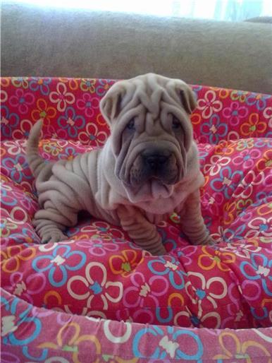 sharpei superbi poze reale - Pret | Preturi sharpei superbi poze reale