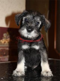 Schnauzer pitic de vanzare - Pret | Preturi Schnauzer pitic de vanzare