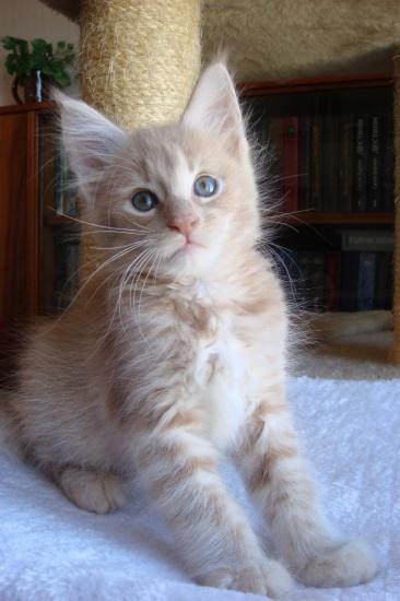 Maine Coon de calitate - Pret | Preturi Maine Coon de calitate