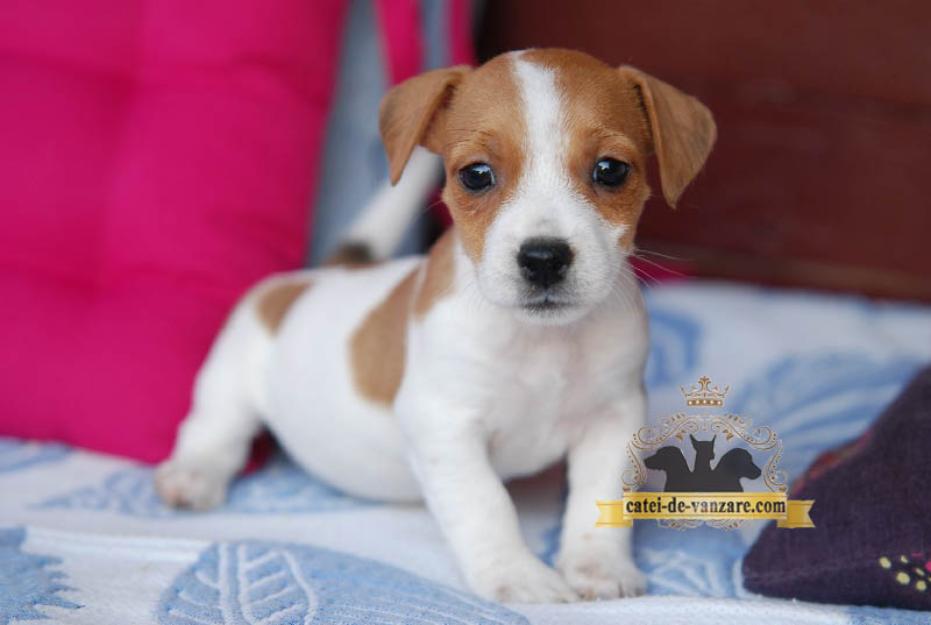 Jack Russell Terrier de vanzare - Pret | Preturi Jack Russell Terrier de vanzare