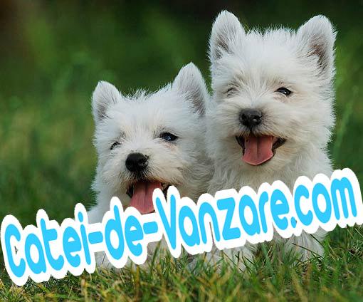 www.rasa-yorkshire-toy.ro | Westie de Vanzare - Pret | Preturi www.rasa-yorkshire-toy.ro | Westie de Vanzare