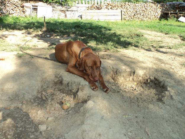 Vand mascul, femela si pui de vijla maghiara - Pret | Preturi Vand mascul, femela si pui de vijla maghiara