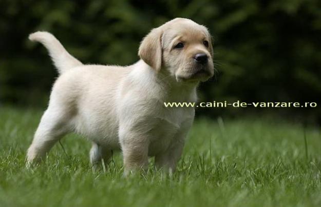 Labrador de vanzare - Calitate de Expozitie - Pedigree - Pret | Preturi Labrador de vanzare - Calitate de Expozitie - Pedigree