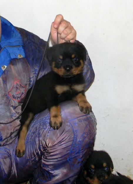 Vand catei Rottweiler - Pret | Preturi Vand catei Rottweiler